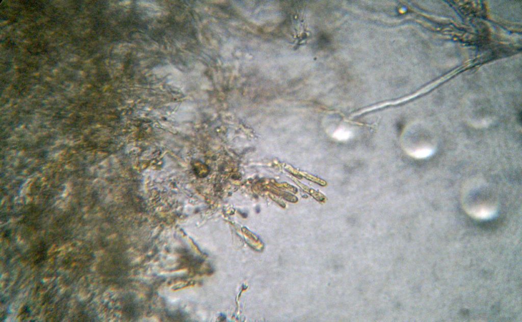 Forse lo so.... Byssomerulius corium? (B. corium)